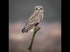 Carl Lane - Short Eared Owl - Third.jpg